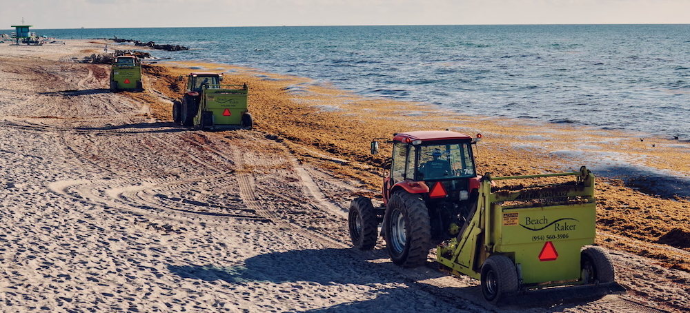 ‘A New Normal’: Miami Faces Worsening Seaweed Problem as Piles of Algae Wash Up on Beaches