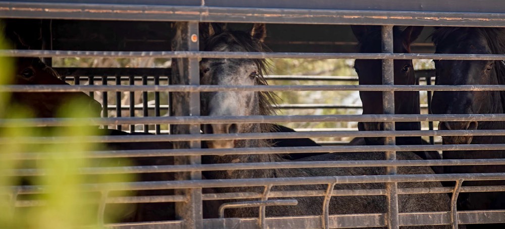 Federal Government Thins the Herds of Wild Horses in Colorado