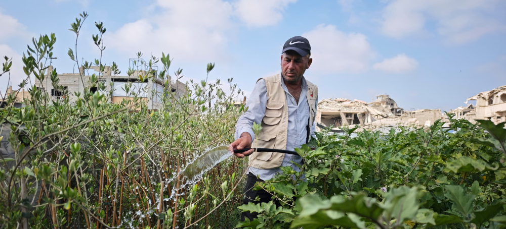 On Scraps of Land and Under Constant Threat, Gaza Farmers Struggle to Survive