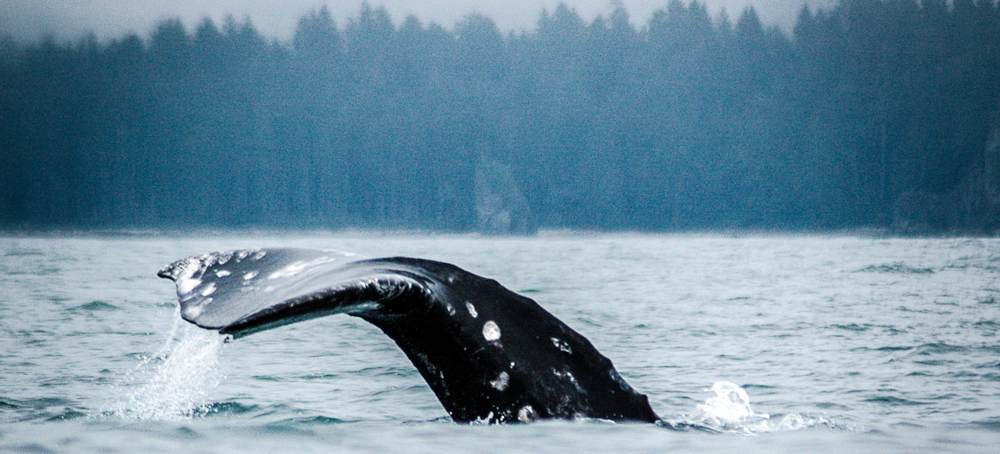 Environmental Groups Take Steps to Sue to Compel New Protections for Gray Whales