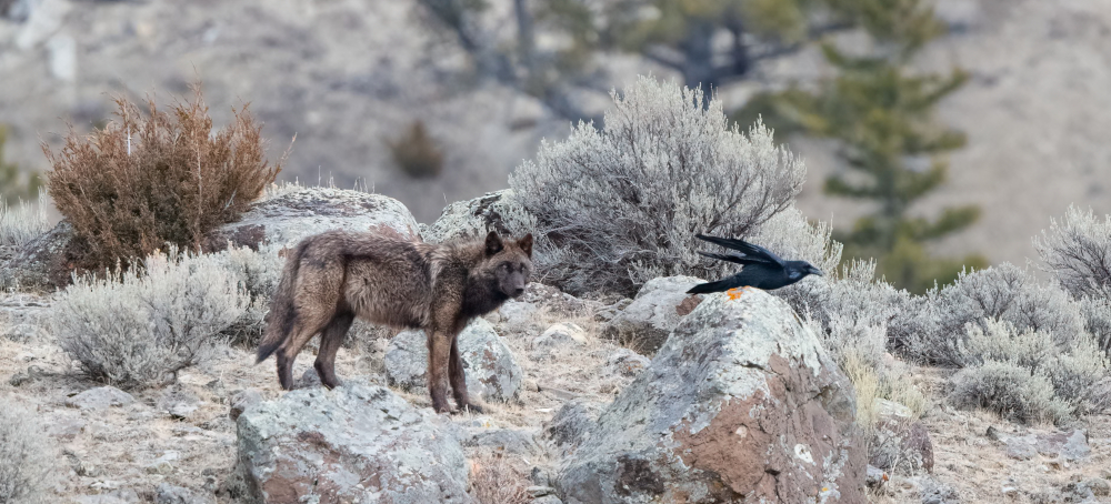 Trump Rollback of US Forest Protections Could Accelerate Extinction of 400 Endangered Species