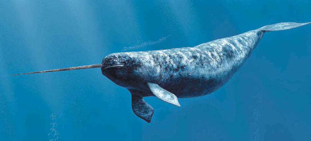 Narwhals Wearing Sensors Reveal Something Troubling Beneath Greenland's Glaciers