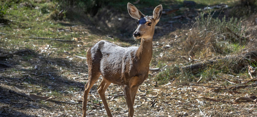 Judge Rules 2,000 Catalina Island Deer Can Be Killed to Save Native Plant Species