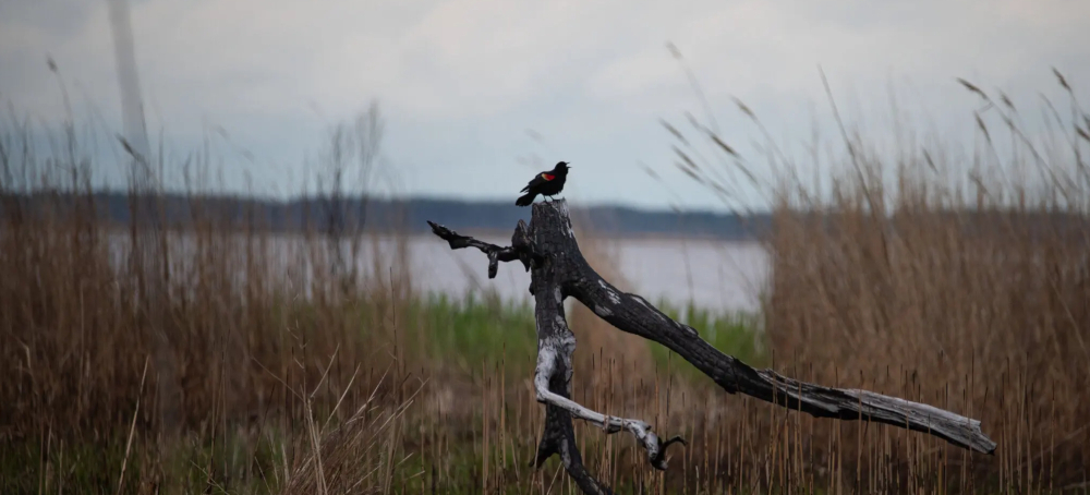 Trump Administration Moves to Drop Protections for More Wetlands