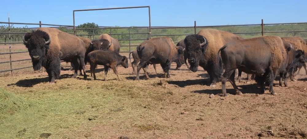 Bison to Roam U.S.-Mexico Borderlands for First Time in 200 Years