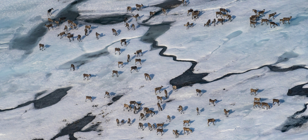 The Trump Administration Wants to Fast-Track Arctic Drilling