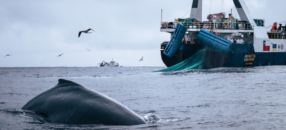 Whales Have Rebounded in the Southern Ocean. Scientists Worry Commercial Fishing Could Threaten Their Comeback.