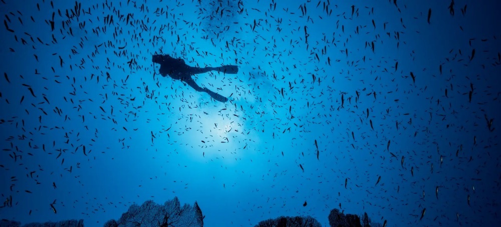 Marine Protected Areas Aren’t as Protected as You Think