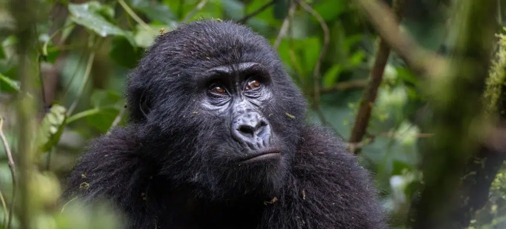 The Precarious Existence of Critically Endangered Gorillas