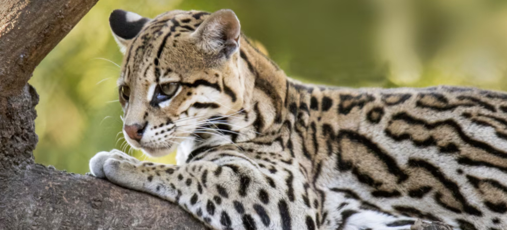 An Endangered Wild Cat Faces a New Threat: SpaceX’s Expansion in Texas
