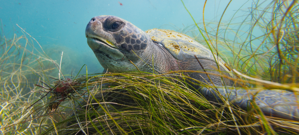 California to Vote on Landmark Tribal Petitions for Coastal Protections