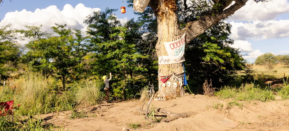 They Sat Atop a ‘Grandmother’ Tree for Months. Border Agents Knocked It Down.