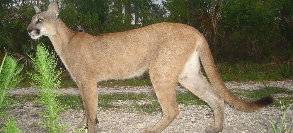 Trump Is Gutting the Endangered Species Act. These 10 Species Show What’s at Stake.