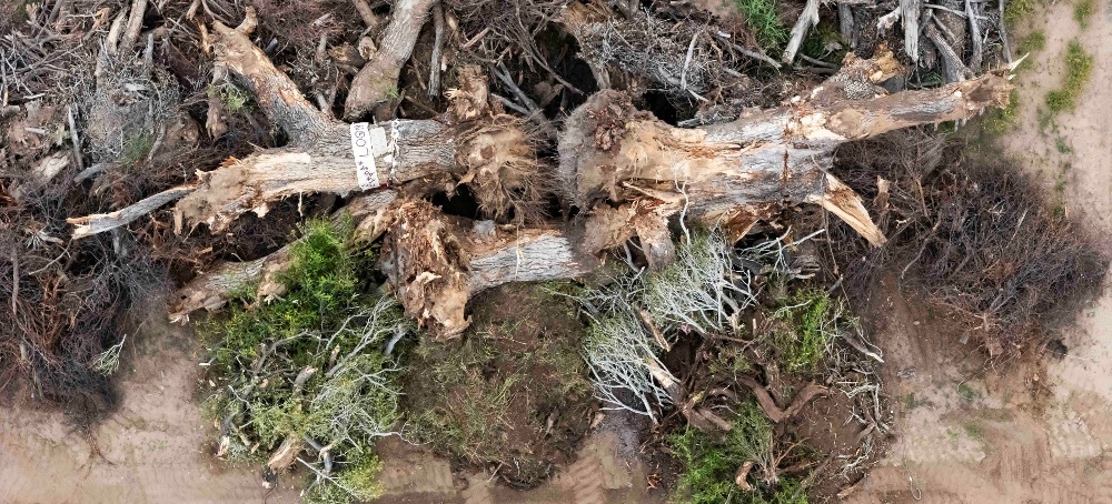 Despair After 200-Year-Old ‘Grandmother’ Tree Toppled for Trump’s Border Wall: ‘It Crushes Your Heart’