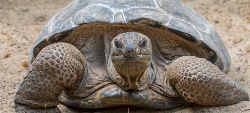 Once Near Extinction, These Giant Tortoises Now Outnumber People in the Seychelles, Survey Finds