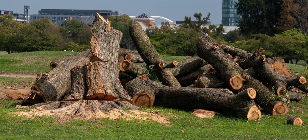 Trump’s War on Trees Is a War on the Republic