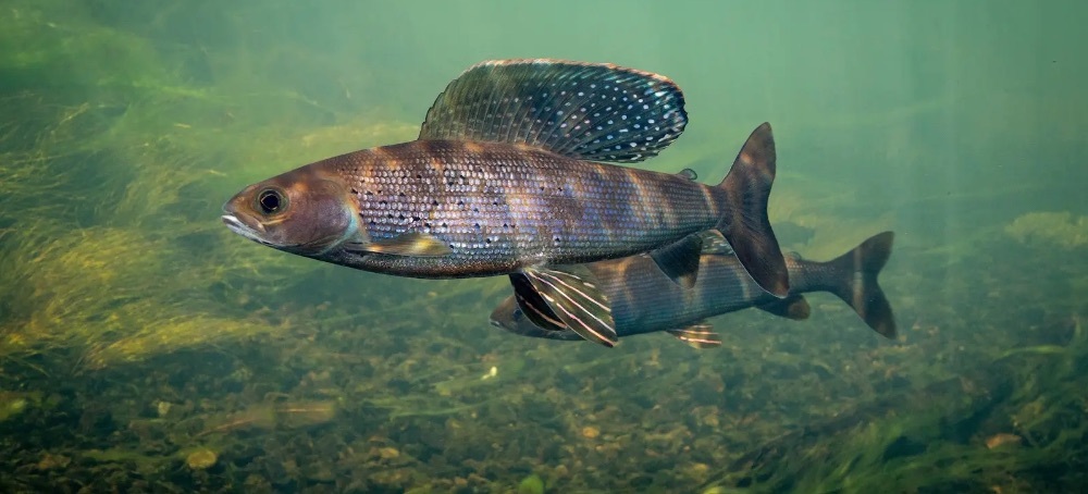 In Michigan, 3 Tribes Are on a Mission to Bring Back a Fish That Disappeared 100 Years Ago