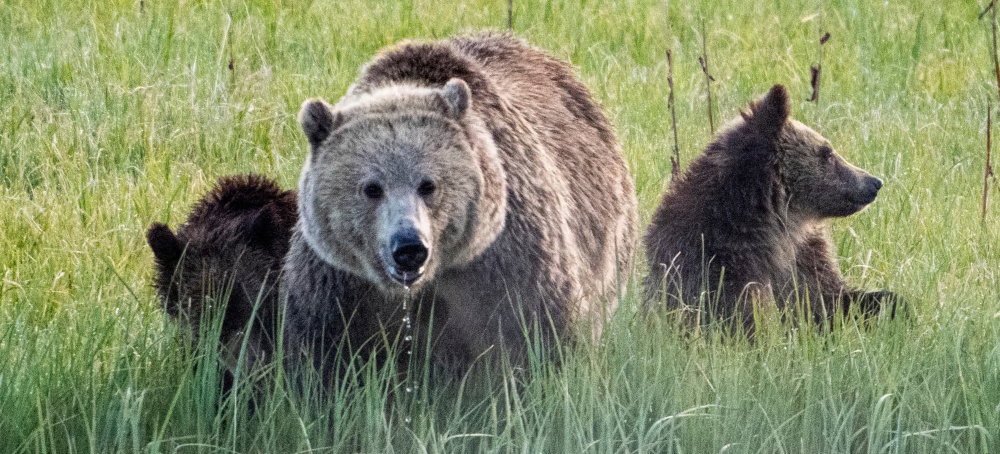New Trump Rule Allows Hunters to Bait Bears in Alaska with Doughnuts, Bacon and&nbsp;More
