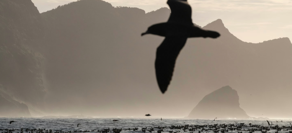 These Seabirds Are So Full of Plastic They’re Starving to Death