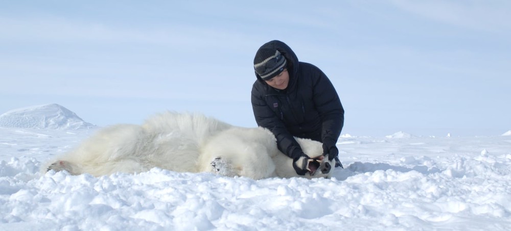 International Women's Day: Meet Four Female Scientists Working to Understand Vulnerable Polar Bears