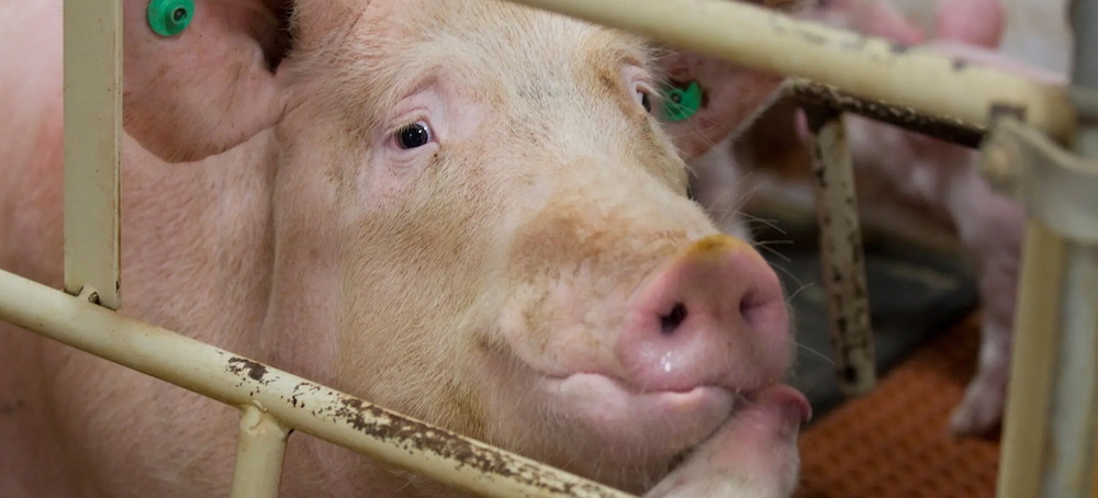 What the Meat Industry Doesn’t Want You to Know