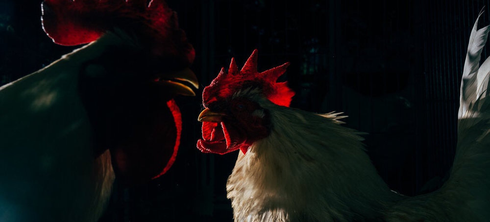 ‘If Slaughterhouses Had Glass Walls’