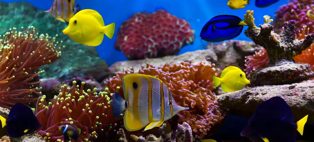 How to Poison an Ocean